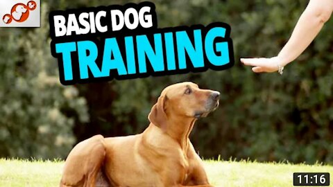 Basic Dog Training – TOP 10 Essential Commands Every Dogs Should Know!