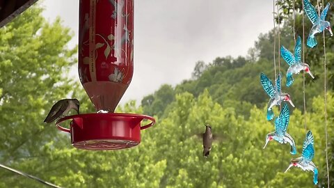 Baby hummingbirds lots of them