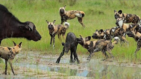 Mother BUFFALO tried to Save Her Calf From Wild Dogs