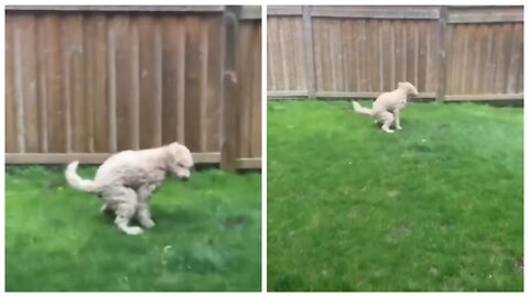 Poor... A Dog Survives The Wind