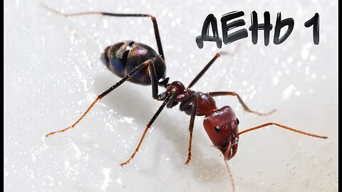 #AnToxiс 📅 День 1️⃣ Новая колония 🐜🐜🐜 #ants #colony #antlife @ParaToxic