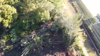 Clearing trees