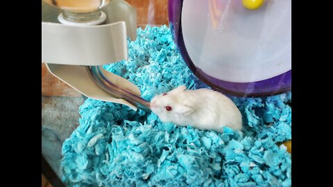 Our Albino Russian Dwarf Hamster