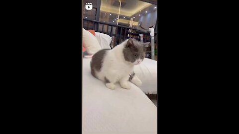 Affordable Cat Videos _ Cute Animal Videos _ BTS _ Instagram Reels_ YouTube Shots India_ GirlyThings