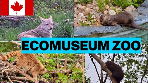 Visiting the Ecomuseum Zoo in Sainte-Anne-de-Bellevue, QC