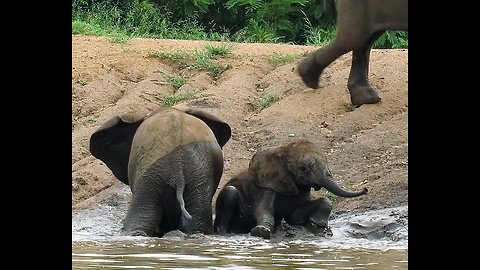 Clumsy elephant brothers struggle to stay on their feet while climbing slippery slope