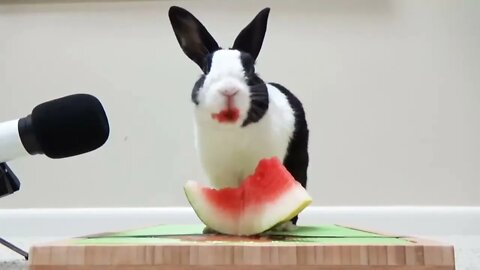 Rabbit eating watermelon ASMR