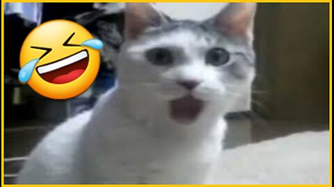 Try Not to Laugh Challenge - Hilarious Animals! 🤣