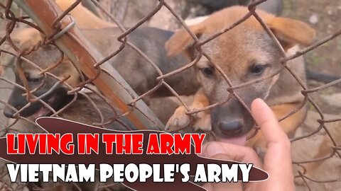 Living in the Vietnam People's Army, Building a House in the Forest, Training Dogs