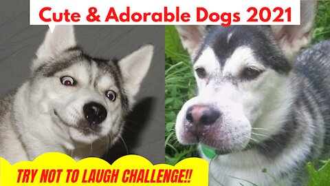 Super CUTE & ADORABLE DOGs - TRY NOT TO LAUGH OR SMILE!!