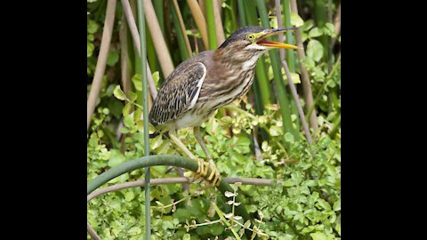 Green Heron