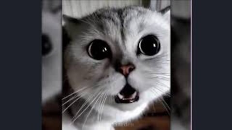 ( حيوانات اليفة مضحكة ) Cute Pets And Funny Animals Compilation #2#💗 SaSO