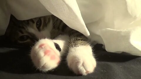 Baby Cat Hides Under a Sheet