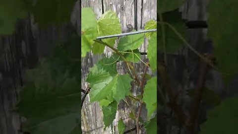 Muscadine Vine Split