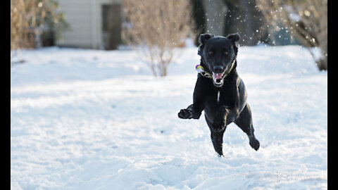 Dog playing in soft snow❄