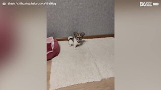 Puppy covers himself with rug