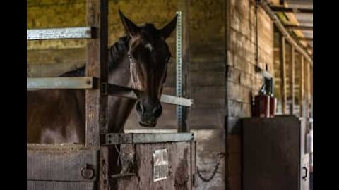 Cavalo demonstra amor por seu amigo cão