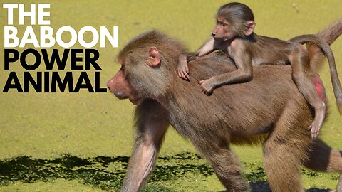 Baboon Power Animal