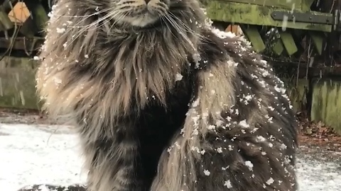 Snow cat