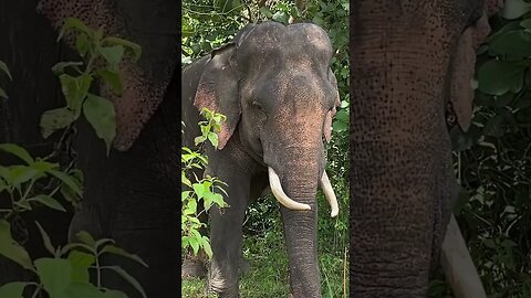 A single elephant waiting for foods - #shorts #elephant