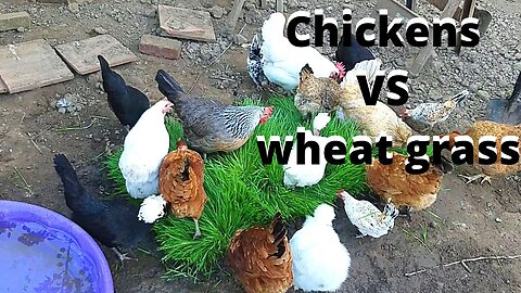 Chicken vs wheat grass (3 weeks of growing 1 day of eating)