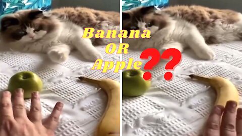 Apple or Banana? How This Cute Cat Identify Fruits!!