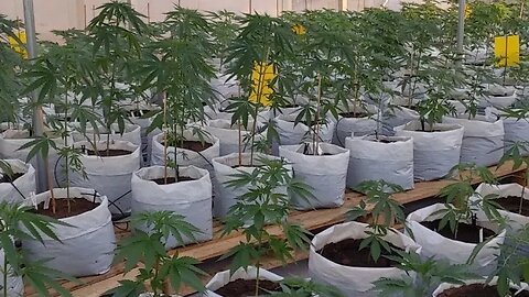 Thailand Update Grow Update And New Greenhouses