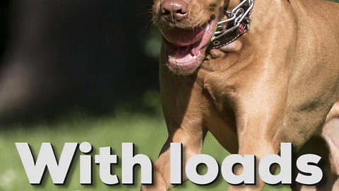 Vizsla Dog Breed Information