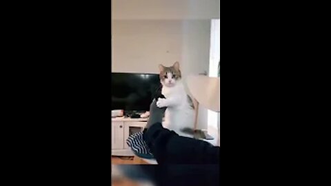 SOO FUNNY CUTE AND FUNNIEST CATS !