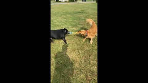 Dogs do tug a war against each other