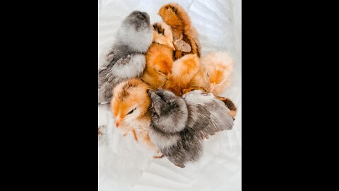 Hatching Chicks