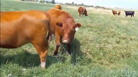 Checking cows