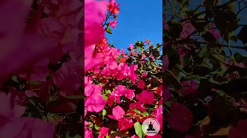 Breathtaking Red Bougainvillea Flowers 🌺 A Calming Nature Short 🍃