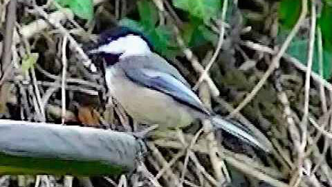 IECV NV #199 - 👀 Chickadee And A House Sparrow 2-29-2016