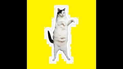 Funny Cat Dance