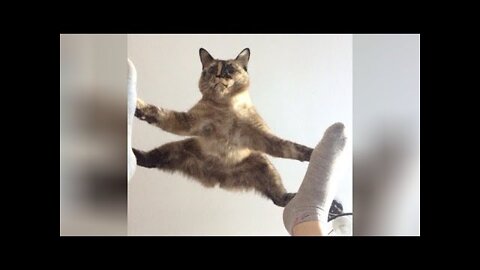 Baby Cats - Cute and Funny Cat Videos Compilation