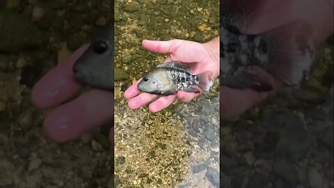 Little Rio Grande Cichlid on a black Scuttle Bug. #fishing #creekfishing #cichlid