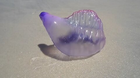 Live Portugese man of war