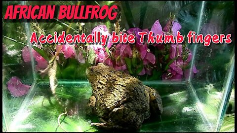 Bullfrog Playing ant crusher on Mobile phone accidentally bite Thumb fingers