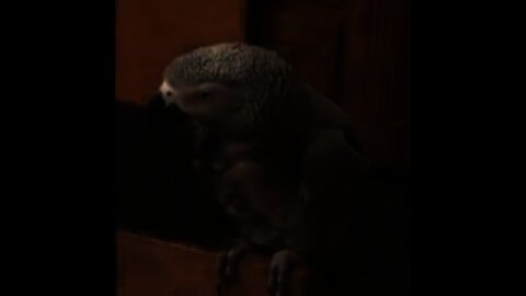 Funny Parrot Talking Videos #TalkingParrot #SpeakingParrot #RingneckTalkingParrot #shorts