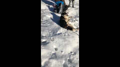 So Funny and Naughty Australian Shepherd