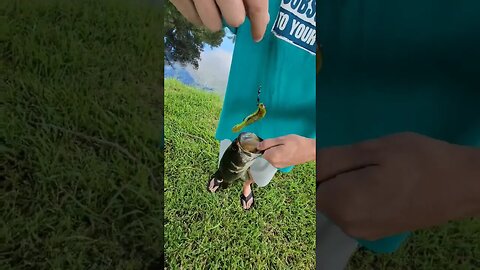 First Catch of the Day #southflorida, #fishing, #fishingflorida, #shorts