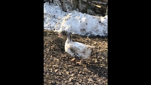 Tater Tot spent chore time having fun in the muck.