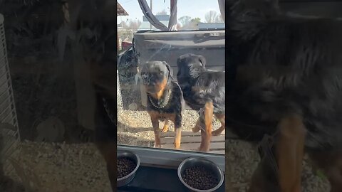 These Rottweilers Are Too Smart For This…