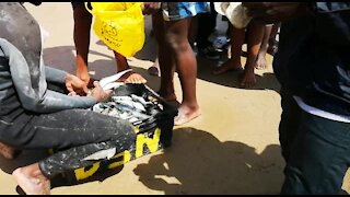 SOUTH AFRICA - Durban - Sardines being netted at Durban beachfront (Videos) (iaB)