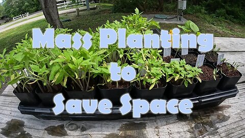 Mass Planting Tomatoes to Save Space