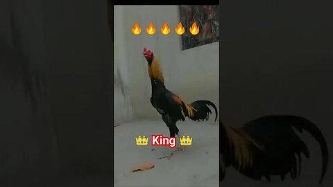 🔥King Shamoo Aseel🔥 #shorts #killerattitude #king #youtubeshorts #viral #trending #aseel #shamo