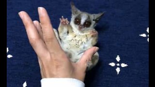 Ce bébé galago va vous faire fondre!