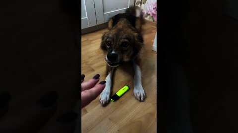 #shorts Смешные Собаки Из Тик Тока 147 Funny Dogs From Tiktok