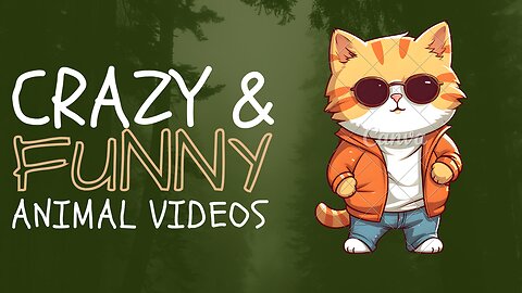 Funny Cat Videos